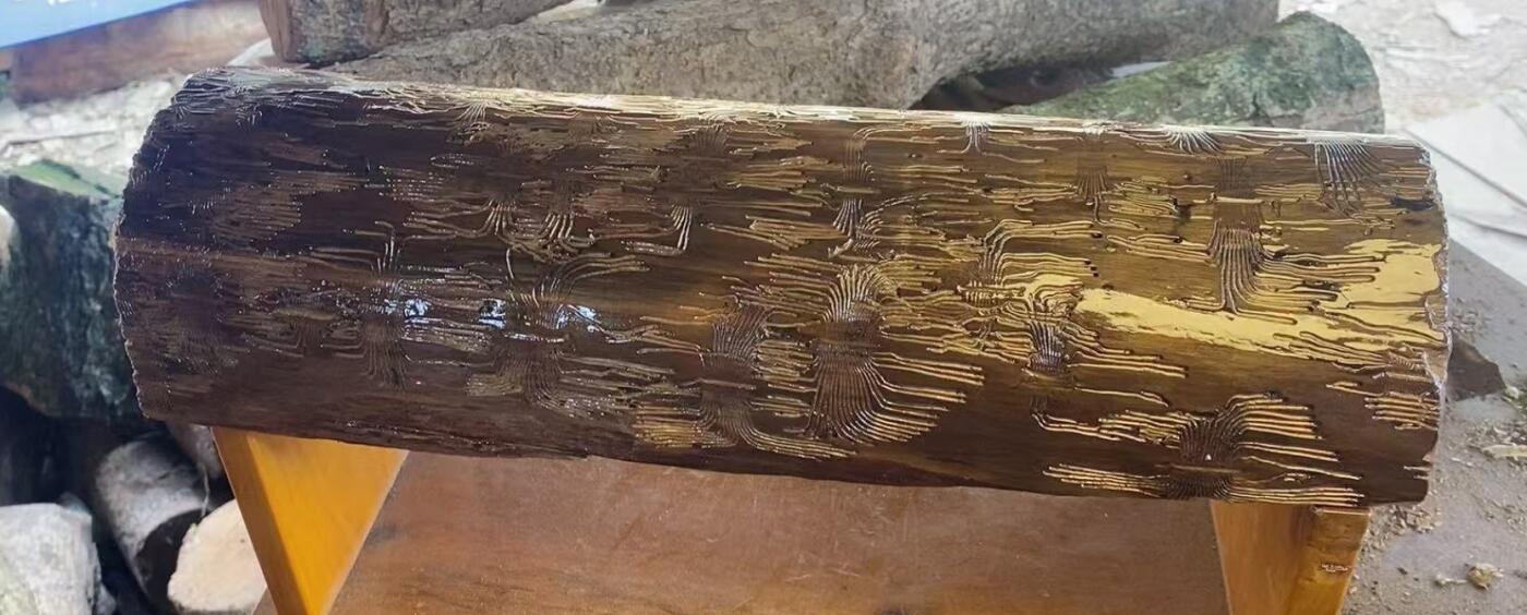 零元拍： 虫花金丝楠（无字天书） 原木 风水柱 横财（材）带皮， 这虫纹的金丝楠 大自然的鬼斧神工啊 画都画不出来，尺寸：47/10CM，抛光后金灿灿满香。