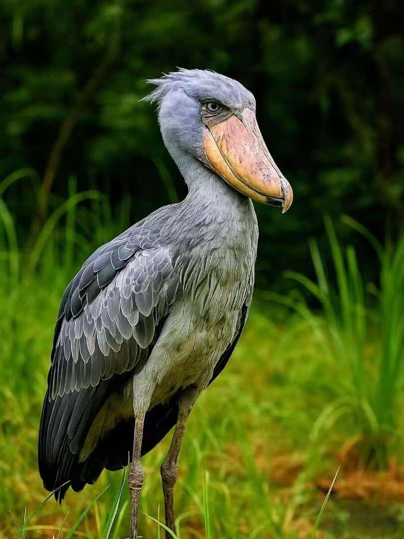 【俄甄集藏】2026年(050)04-01星期三 晚 19:30 全场包邮 苏丹1976年动物保护-鲸头鹳2.5镑精制大银币，NGC PF69UC，重28.28克。925银，发行量5590枚