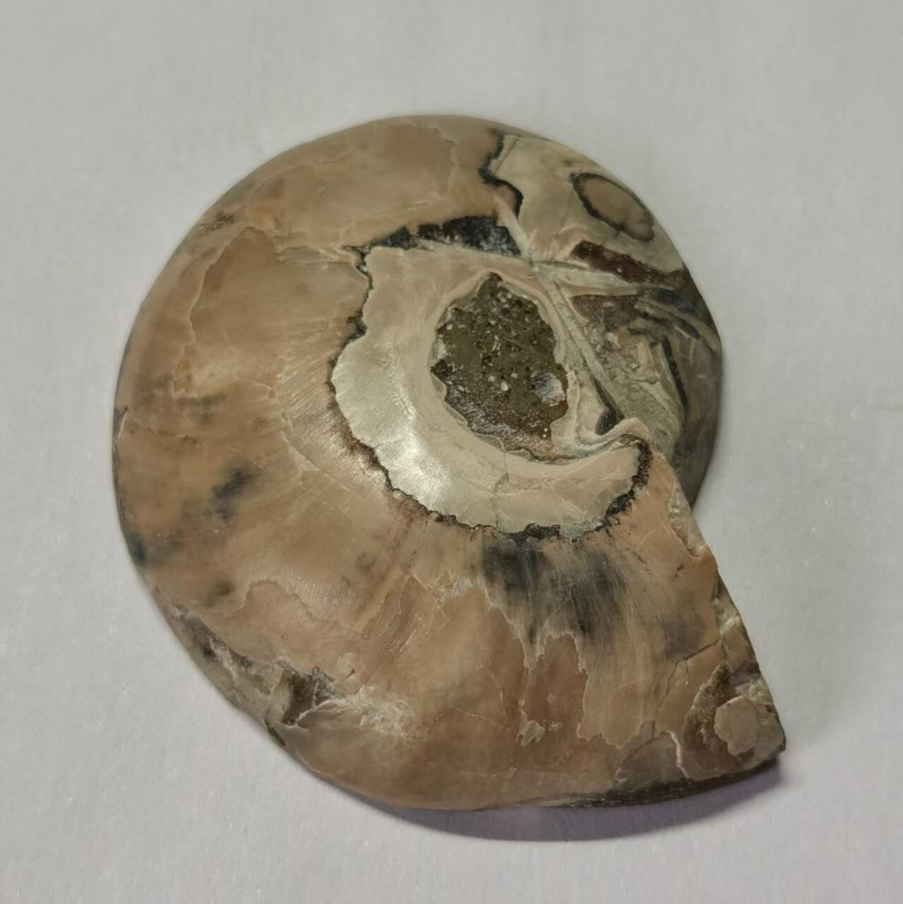 七河·水晶矿标化石杂件小拍（总第43期）（周四结标） 藏家出品 X767（4）马达加斯加中生代菊石化石切片一件