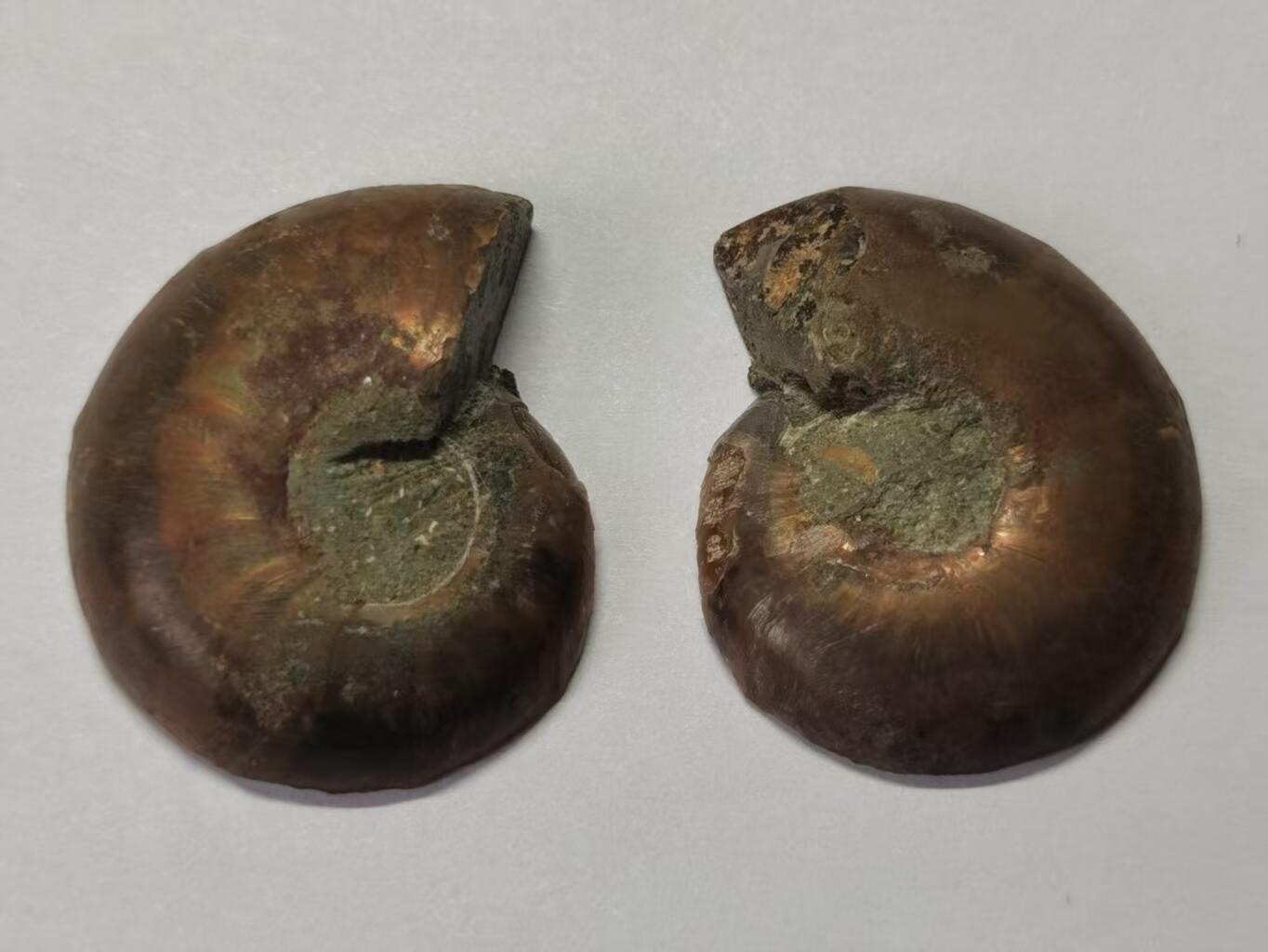 七河·水晶矿标化石杂件小拍（总第43期）（周四结标） 藏家出品X789（10）马达加斯加中生代菊石化石对开品 