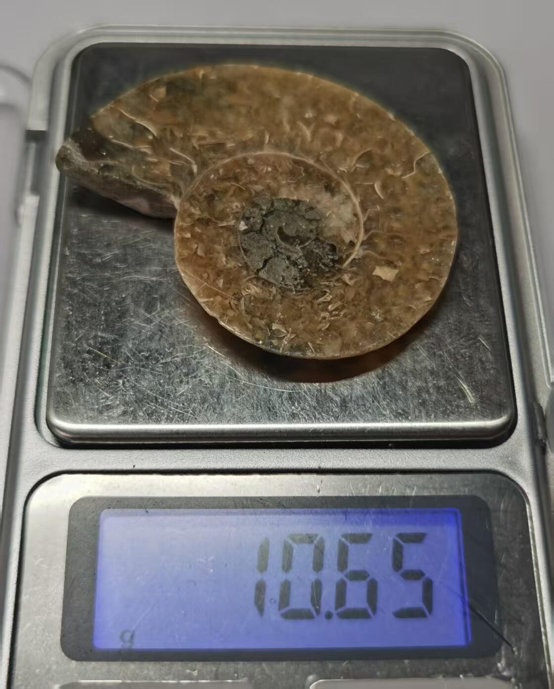 七河·水晶矿标化石杂件小拍（总第43期）（周四结标） 藏家出品 X766（4）马达加斯加中生代菊石化石切片一件 