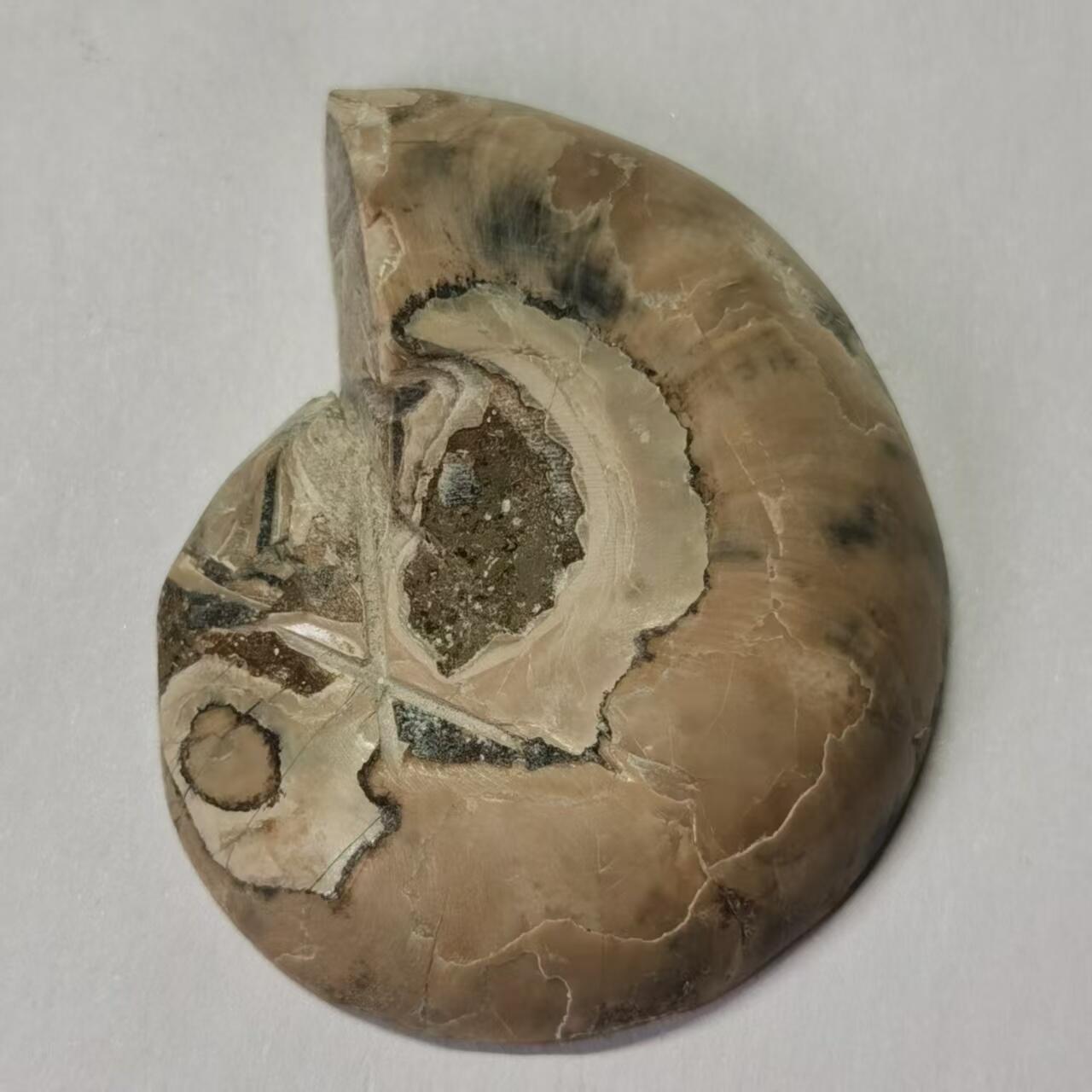 七河·水晶矿标化石杂件小拍（总第43期）（周四结标） 藏家出品 X767（4）马达加斯加中生代菊石化石切片一件