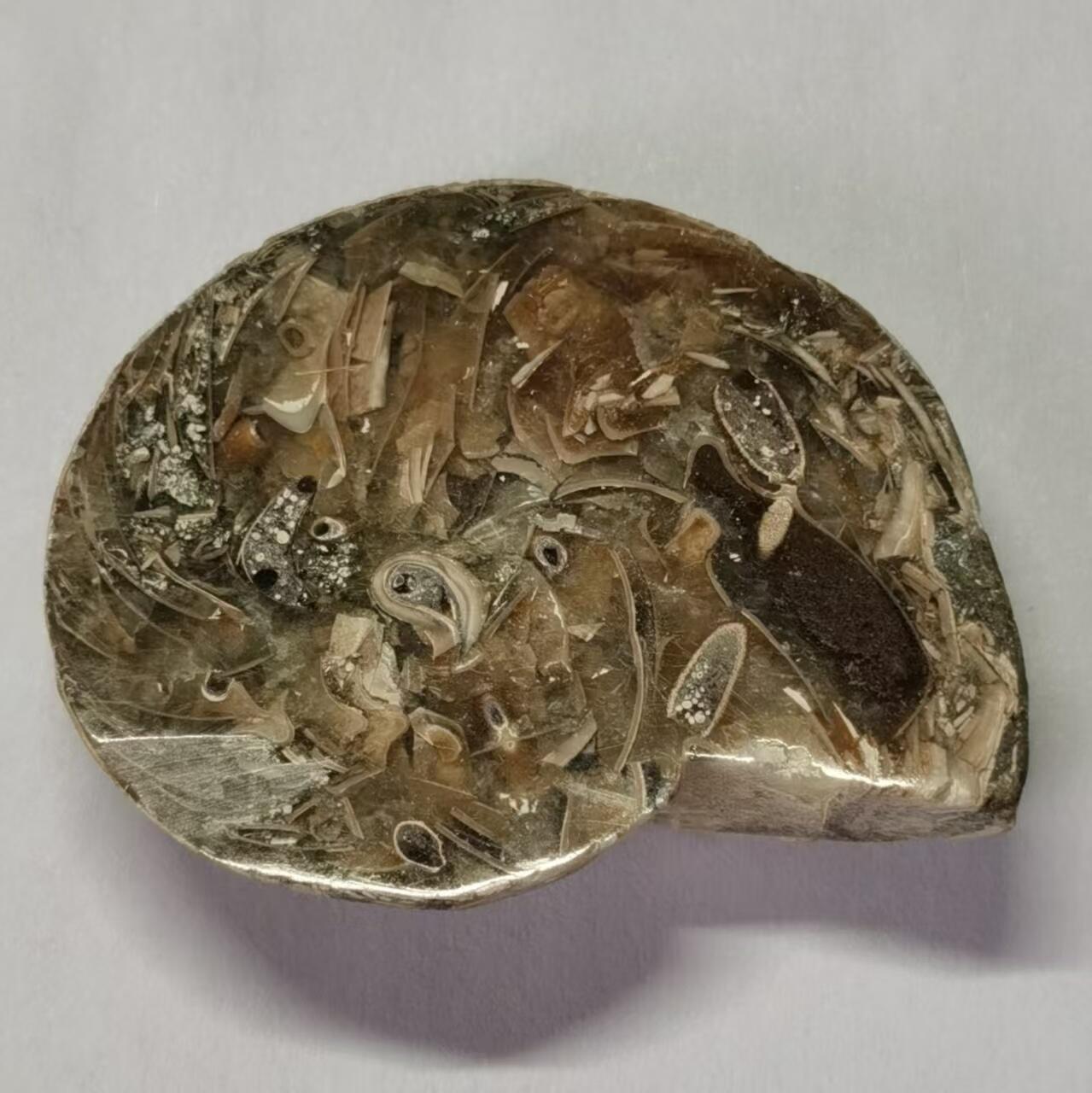 七河·水晶矿标化石杂件小拍（总第43期）（周四结标） 藏家出品 X767（4）马达加斯加中生代菊石化石切片一件