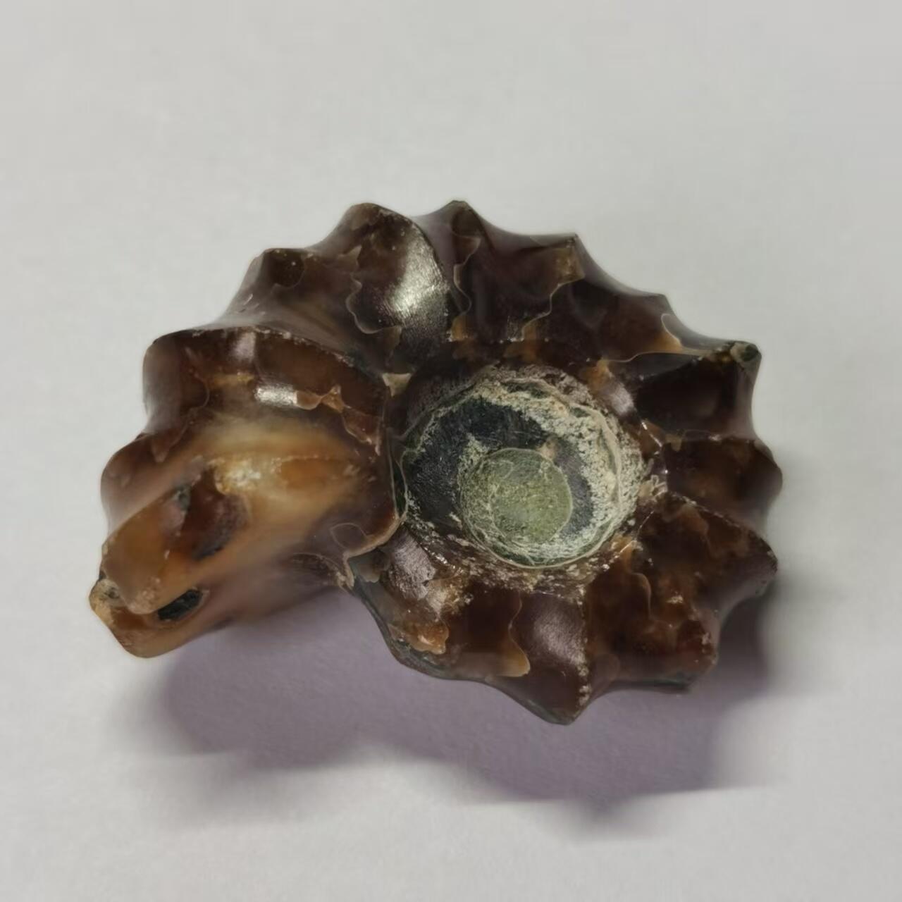 七河·水晶矿标化石杂件小拍（总第43期）（周四结标） 藏家出品X791（9）马达加斯加中生代白垩纪羊角螺菊石化石