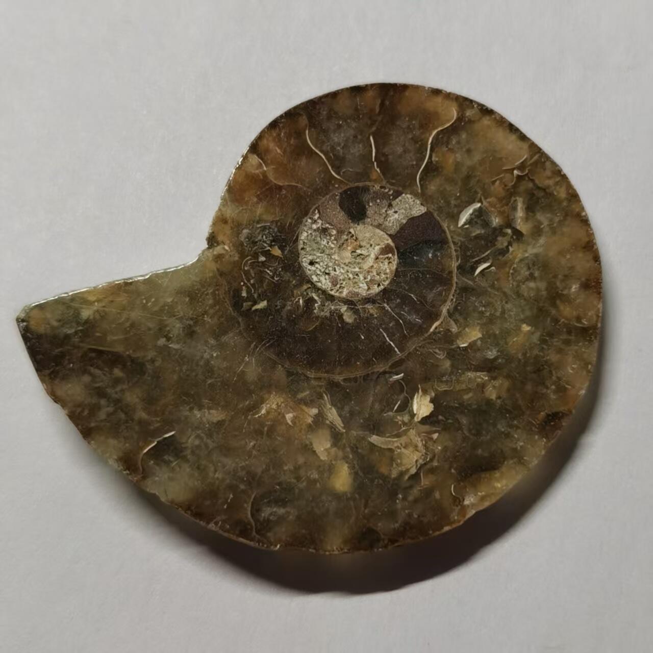 七河·水晶矿标化石杂件小拍（总第43期）（周四结标） 藏家出品 X764（4）马达加斯加中生代菊石化石切片一件 