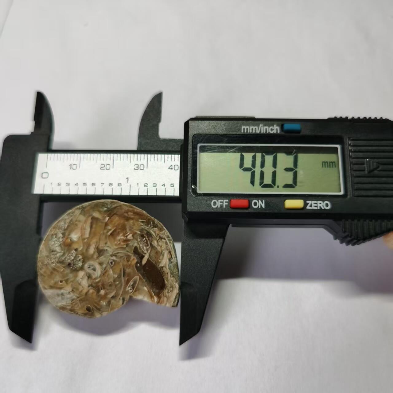 七河·水晶矿标化石杂件小拍（总第43期）（周四结标） 藏家出品 X767（4）马达加斯加中生代菊石化石切片一件