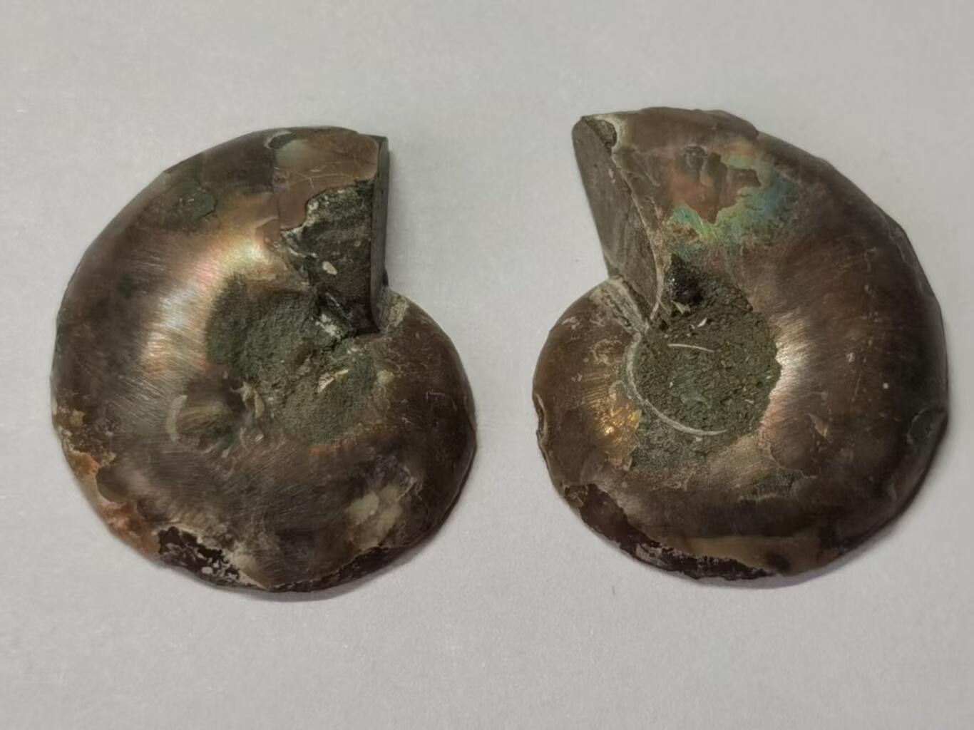 七河·水晶矿标化石杂件小拍（总第43期）（周四结标） 藏家出品X787（5）马达加斯加中生代菊石化石对开品