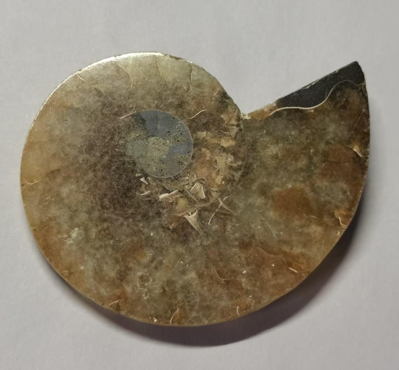 七河·水晶矿标化石杂件小拍（总第43期）（周四结标） 藏家出品 X771（4）马达加斯加中生代菊石化石切片一件 