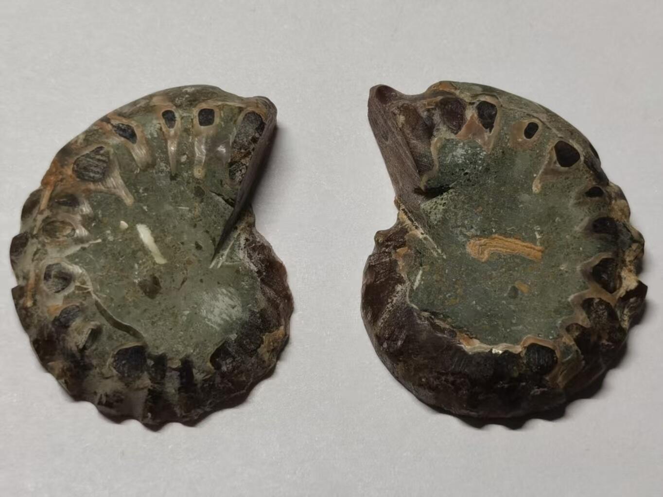 七河·水晶矿标化石杂件小拍（总第43期）（周四结标） 藏家出品X779（10）马达加斯加中生代菊石化石对开品