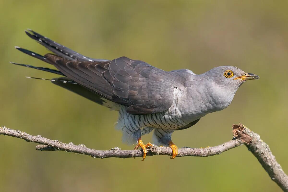 【俄甄集藏】2026年(050)04-01星期三 晚 19:30 全场包邮 白俄罗斯2014年野生动物-布谷鸟10卢布精制银币，NGC PF69UC，重16.81克，925银，发行量2000枚