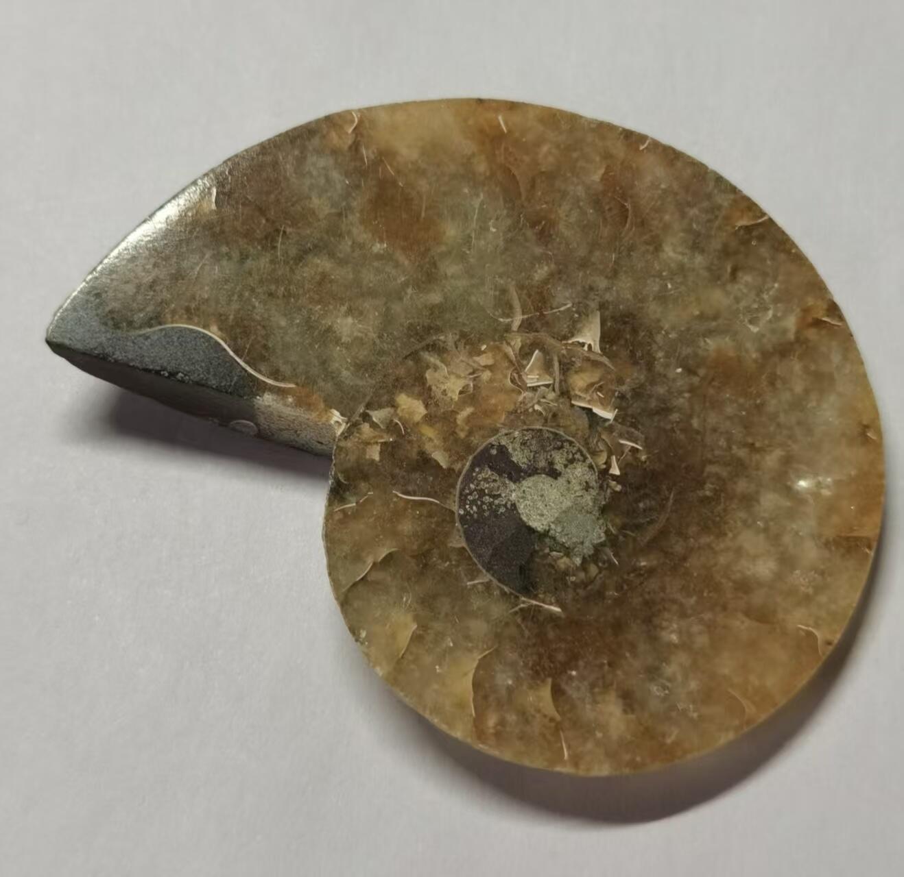 七河·水晶矿标化石杂件小拍（总第43期）（周四结标） 藏家出品 X771（4）马达加斯加中生代菊石化石切片一件 