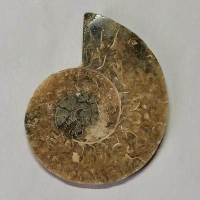 七河·水晶矿标化石杂件小拍（总第43期）（周四结标） - 藏家出品 X766（4）马达加斯加中生代菊石化石切片一件 