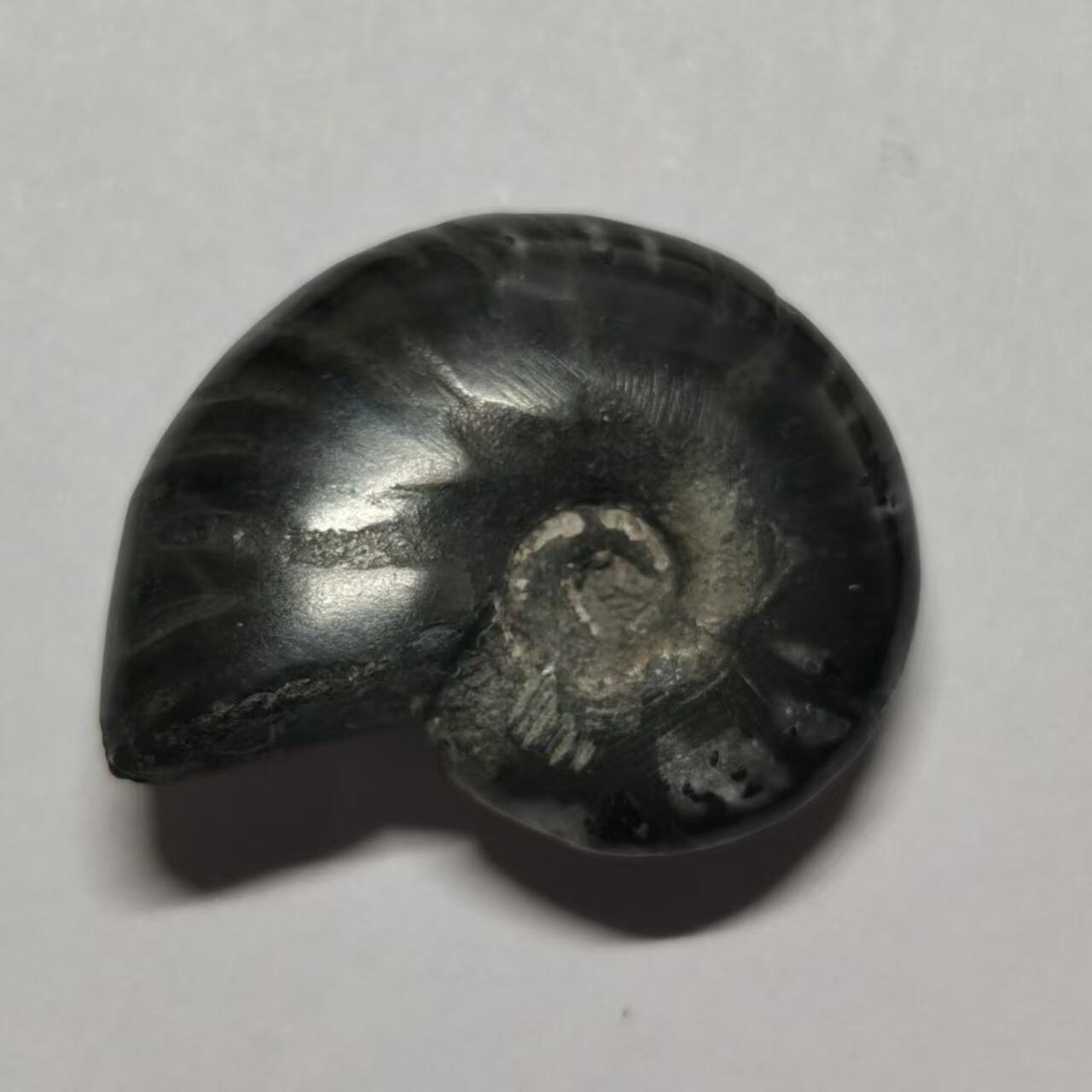 七河·水晶矿标化石杂件小拍（总第43期）（周四结标） 藏家出品X802（2）马达加斯加中生代菊石化石