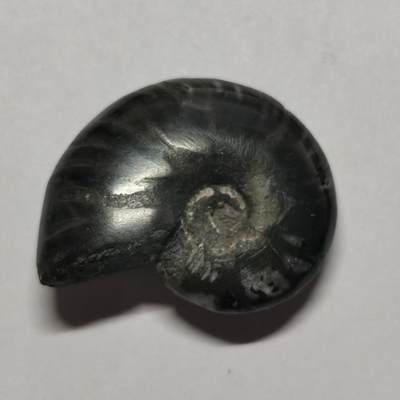 七河·水晶矿标化石杂件小拍（总第43期）（周四结标） - 藏家出品X802（2）马达加斯加中生代菊石化石