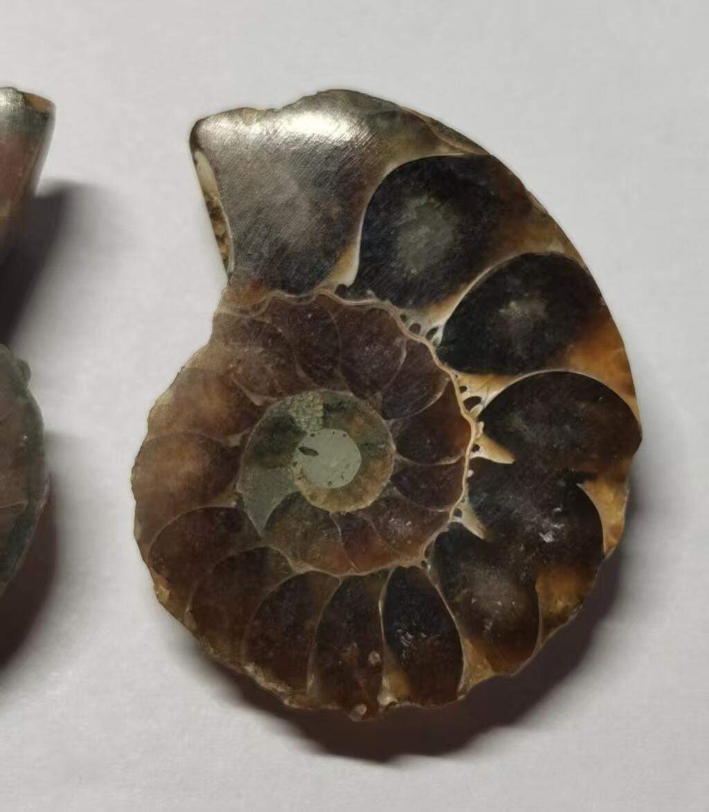 七河·水晶矿标化石杂件小拍（总第43期）（周四结标） 藏家出品X779（10）马达加斯加中生代菊石化石对开品