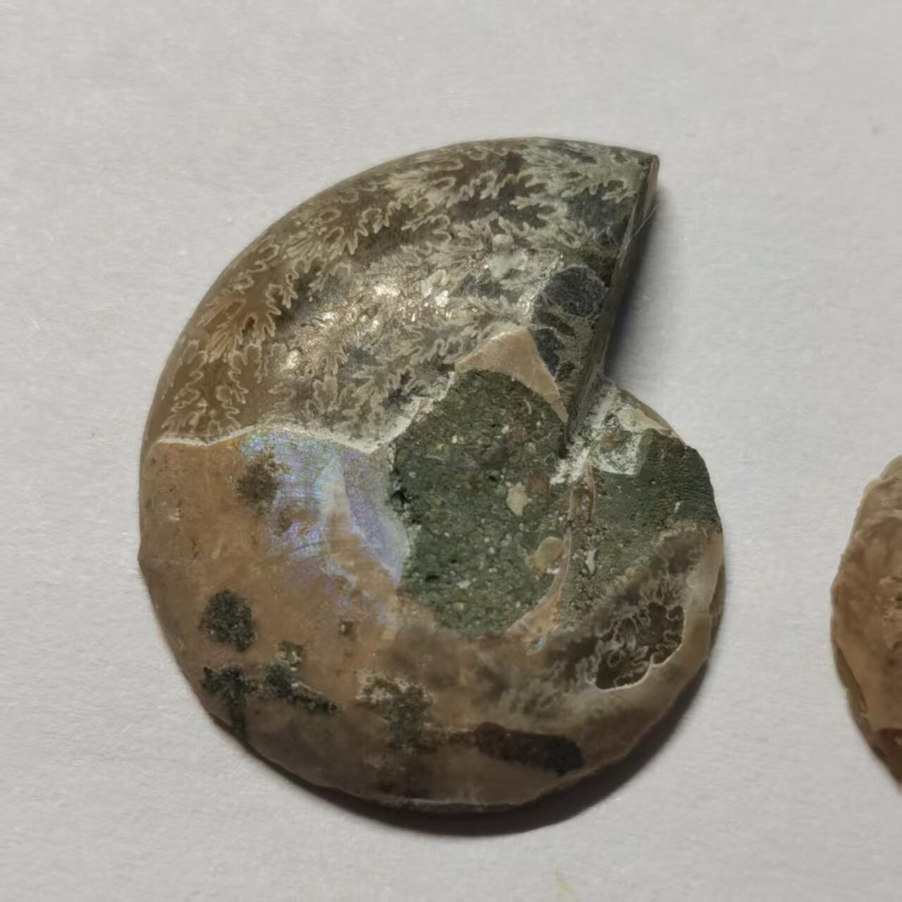 七河·水晶矿标化石杂件小拍（总第43期）（周四结标） 藏家出品X799（4）马达加斯加中生代菊石化石对开品