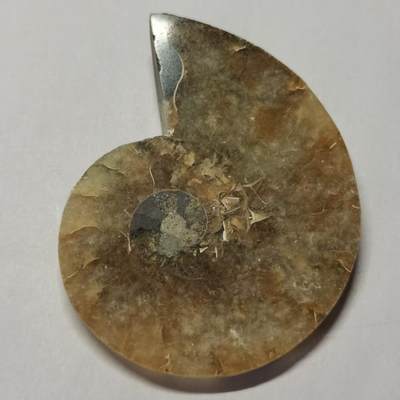 七河·水晶矿标化石杂件小拍（总第43期）（周四结标） - 藏家出品 X771（4）马达加斯加中生代菊石化石切片一件 