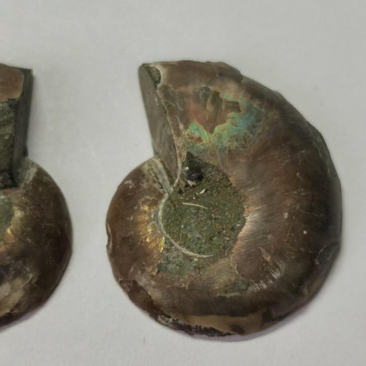 七河·水晶矿标化石杂件小拍（总第43期）（周四结标） 藏家出品X787（5）马达加斯加中生代菊石化石对开品