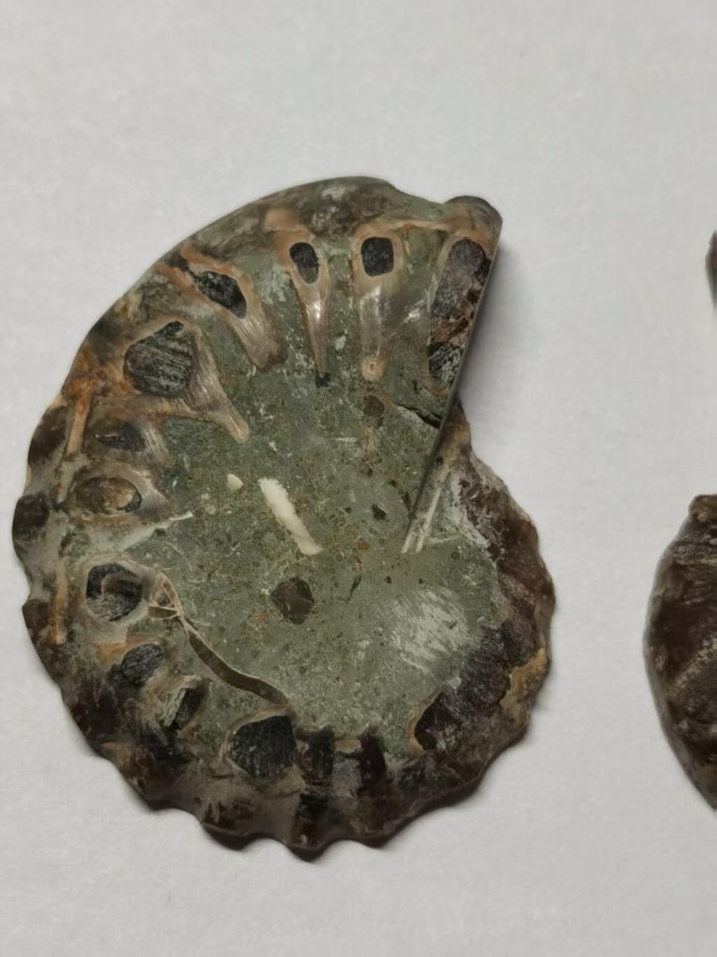 七河·水晶矿标化石杂件小拍（总第43期）（周四结标） 藏家出品X779（10）马达加斯加中生代菊石化石对开品