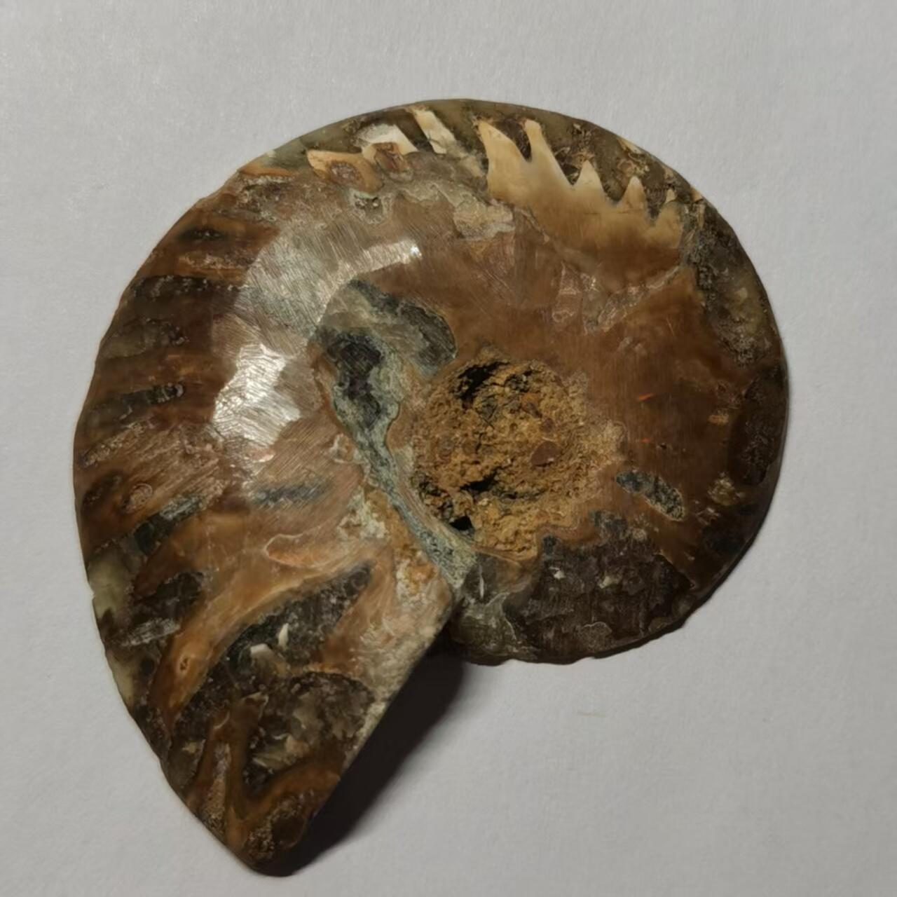 七河·水晶矿标化石杂件小拍（总第43期）（周四结标） 藏家出品 X764（4）马达加斯加中生代菊石化石切片一件 