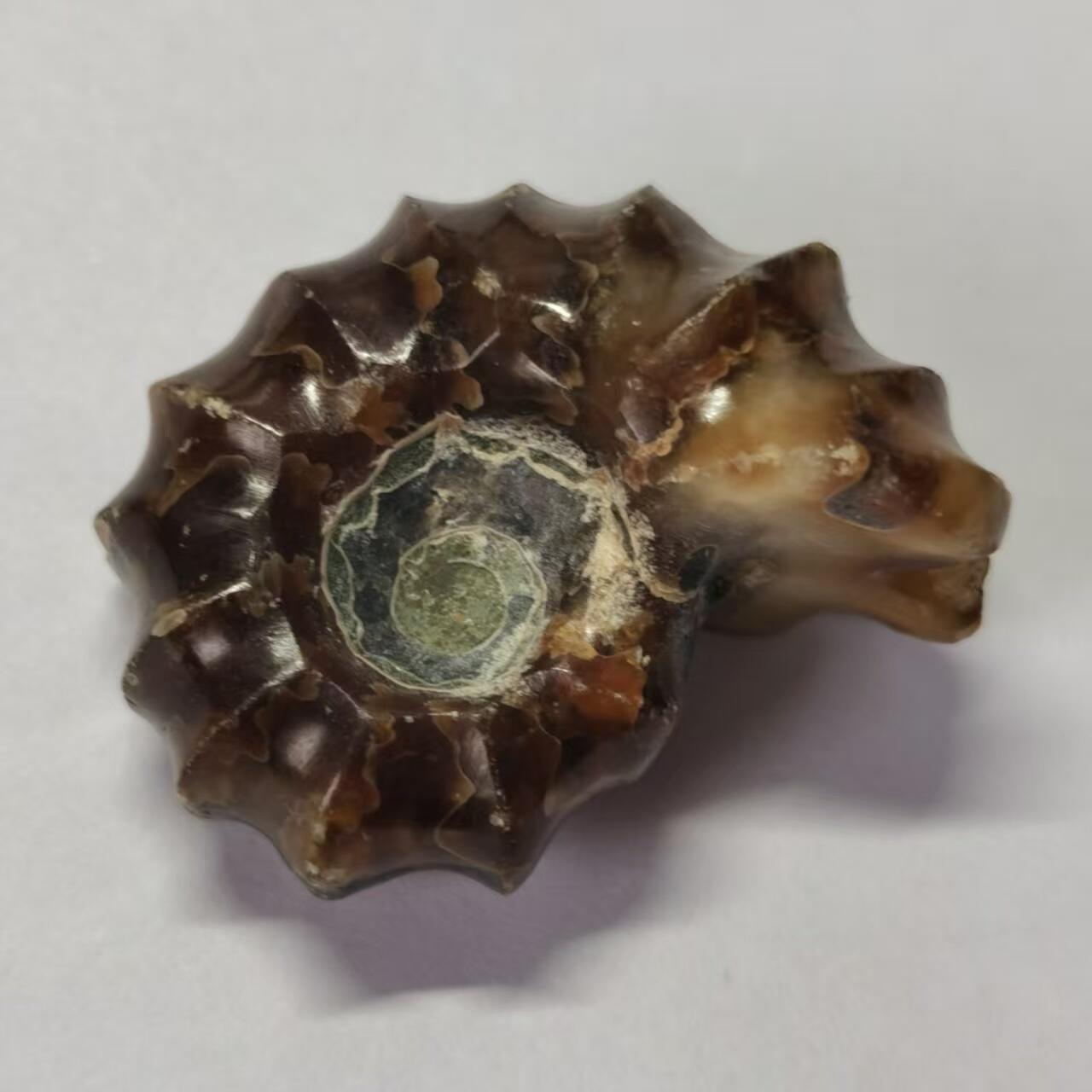 七河·水晶矿标化石杂件小拍（总第43期）（周四结标） 藏家出品X791（9）马达加斯加中生代白垩纪羊角螺菊石化石