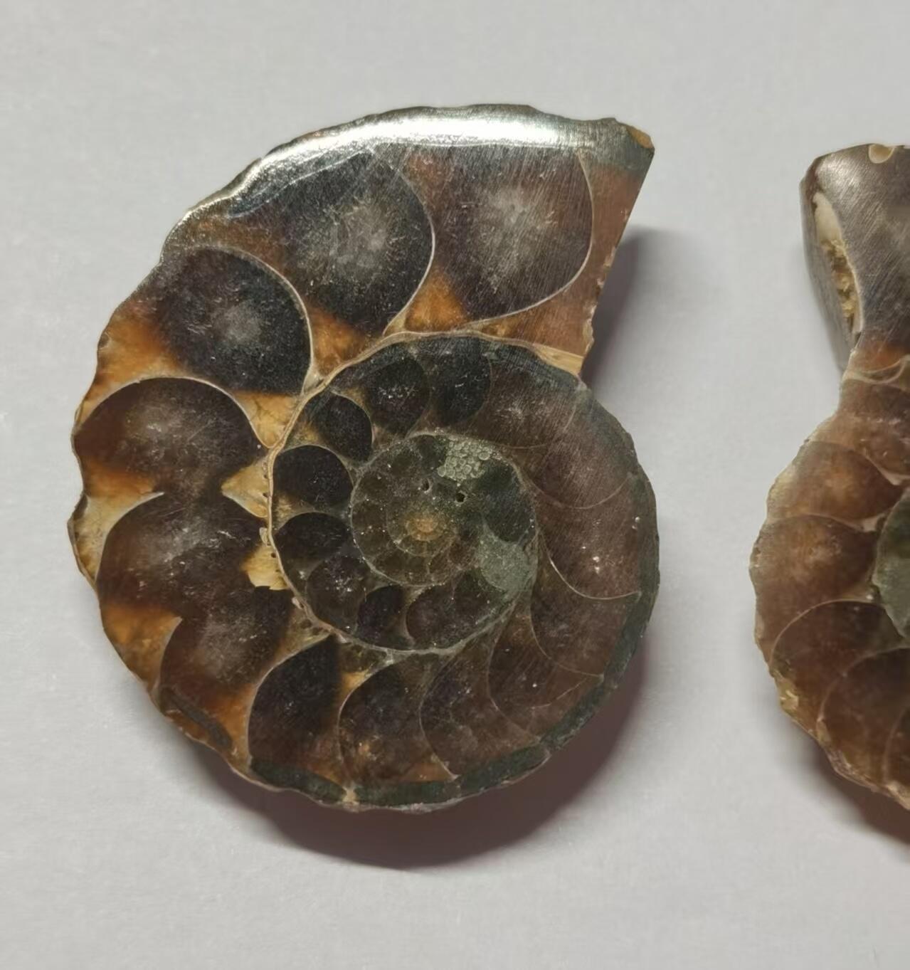 七河·水晶矿标化石杂件小拍（总第43期）（周四结标） 藏家出品X779（10）马达加斯加中生代菊石化石对开品