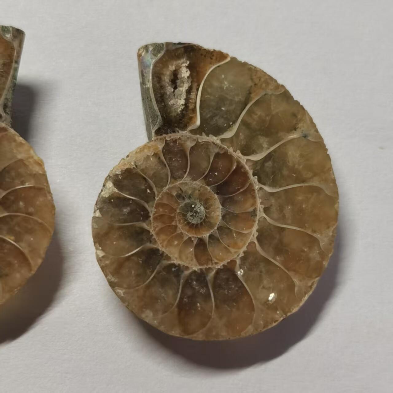 七河·水晶矿标化石杂件小拍（总第43期）（周四结标） 藏家出品X799（4）马达加斯加中生代菊石化石对开品