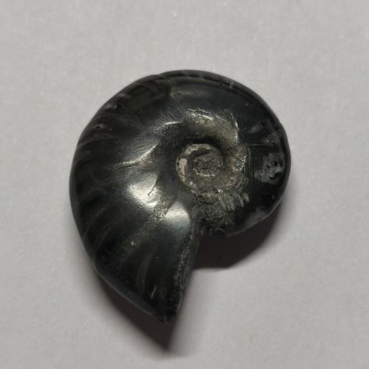 七河·水晶矿标化石杂件小拍（总第43期）（周四结标） 藏家出品X802（2）马达加斯加中生代菊石化石