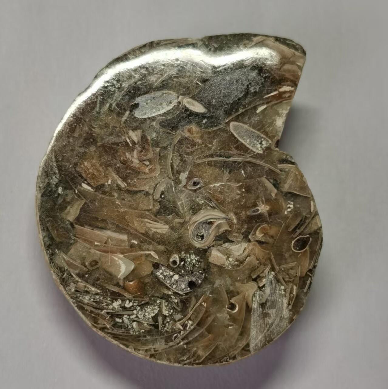 七河·水晶矿标化石杂件小拍（总第43期）（周四结标） 藏家出品 X767（4）马达加斯加中生代菊石化石切片一件