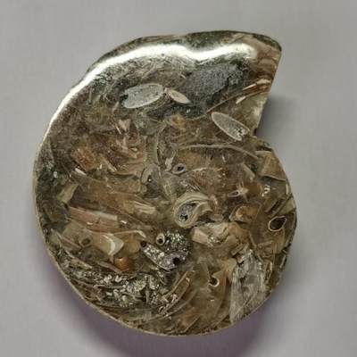 七河·水晶矿标化石杂件小拍（总第43期）（周四结标） - 藏家出品 X767（4）马达加斯加中生代菊石化石切片一件