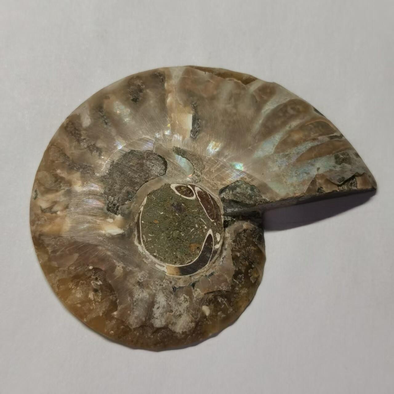 七河·水晶矿标化石杂件小拍（总第43期）（周四结标） 藏家出品 X771（4）马达加斯加中生代菊石化石切片一件 