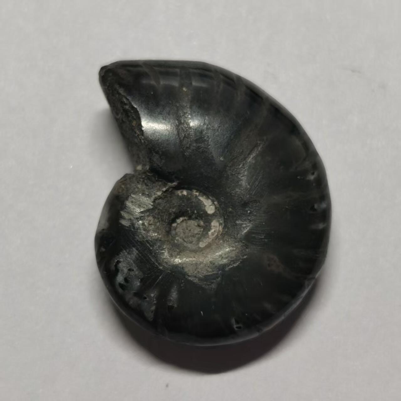 七河·水晶矿标化石杂件小拍（总第43期）（周四结标） 藏家出品X802（2）马达加斯加中生代菊石化石