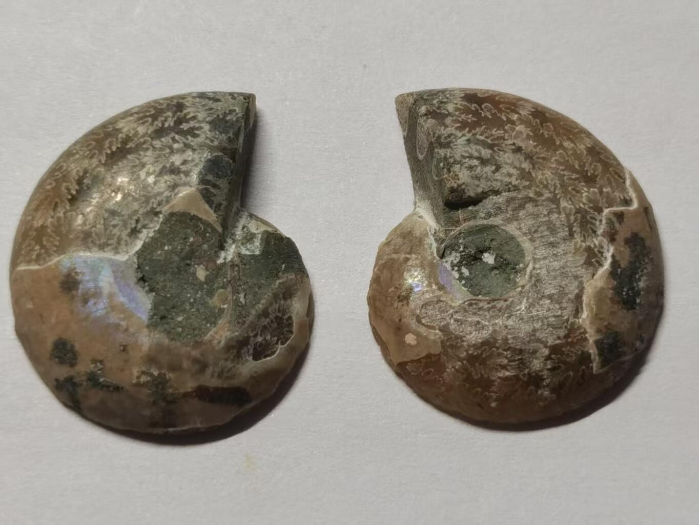 七河·水晶矿标化石杂件小拍（总第43期）（周四结标） 藏家出品X799（4）马达加斯加中生代菊石化石对开品