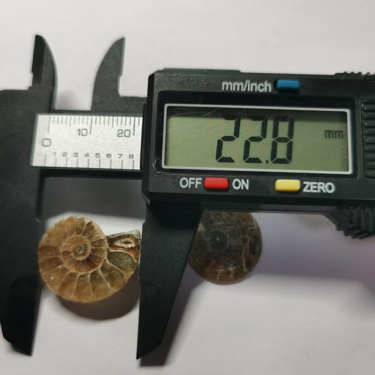 七河·水晶矿标化石杂件小拍（总第43期）（周四结标） 藏家出品X799（4）马达加斯加中生代菊石化石对开品