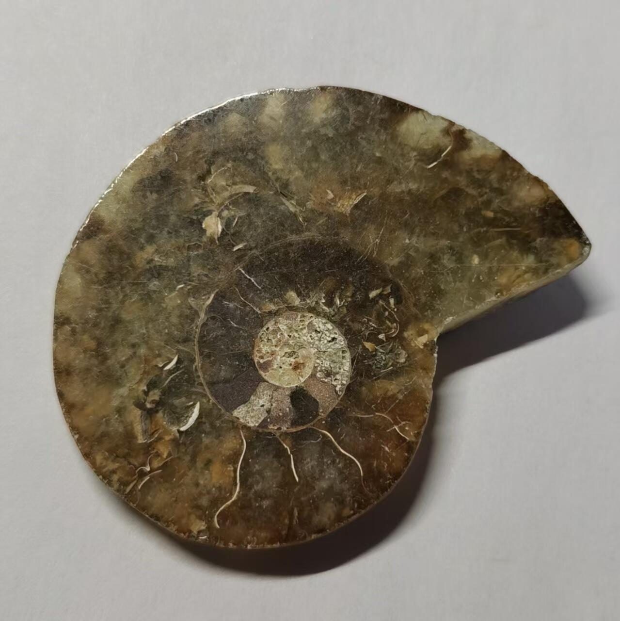 七河·水晶矿标化石杂件小拍（总第43期）（周四结标） 藏家出品 X764（4）马达加斯加中生代菊石化石切片一件 