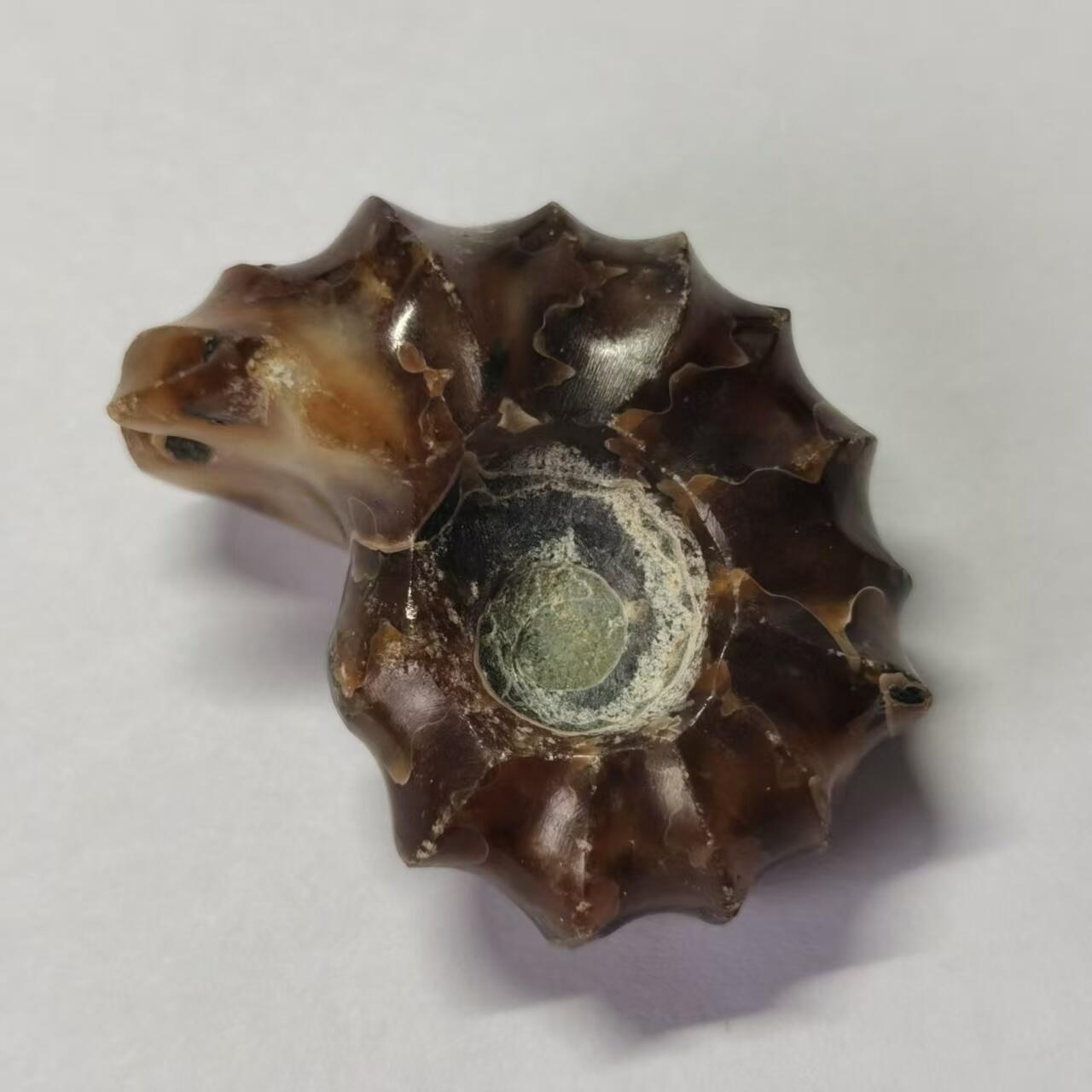 七河·水晶矿标化石杂件小拍（总第43期）（周四结标） 藏家出品X791（9）马达加斯加中生代白垩纪羊角螺菊石化石