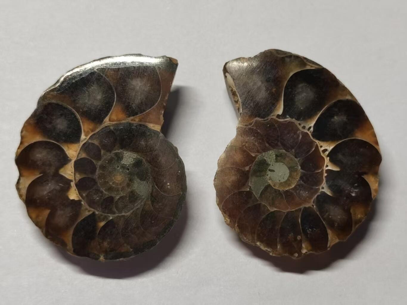 七河·水晶矿标化石杂件小拍（总第43期）（周四结标） 藏家出品X779（10）马达加斯加中生代菊石化石对开品