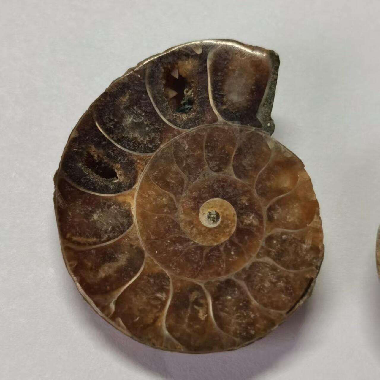 七河·水晶矿标化石杂件小拍（总第43期）（周四结标） 藏家出品X789（10）马达加斯加中生代菊石化石对开品 