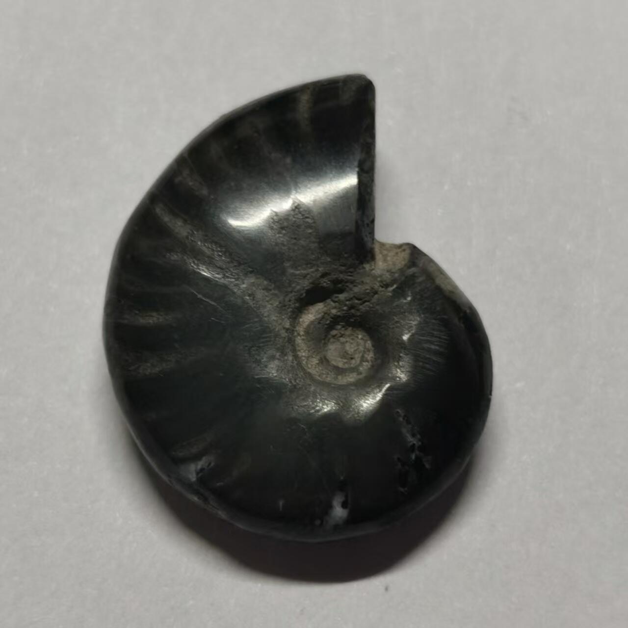 七河·水晶矿标化石杂件小拍（总第43期）（周四结标） 藏家出品X802（2）马达加斯加中生代菊石化石