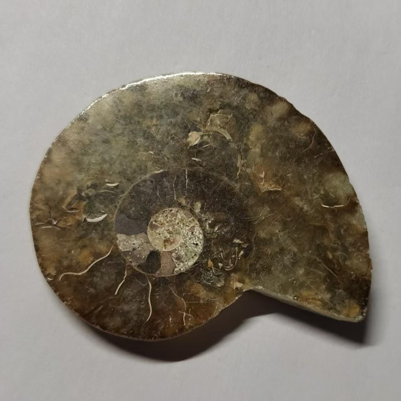 七河·水晶矿标化石杂件小拍（总第43期）（周四结标） 藏家出品 X764（4）马达加斯加中生代菊石化石切片一件 