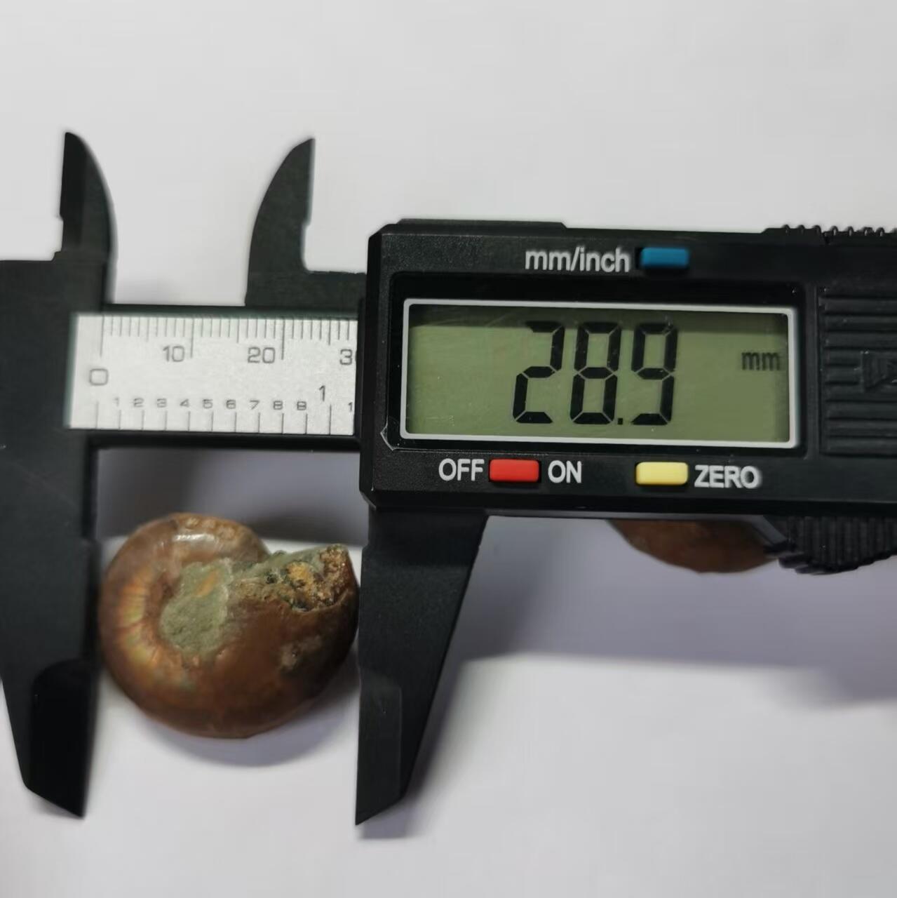 七河·水晶矿标化石杂件小拍（总第43期）（周四结标） 藏家出品X789（10）马达加斯加中生代菊石化石对开品 