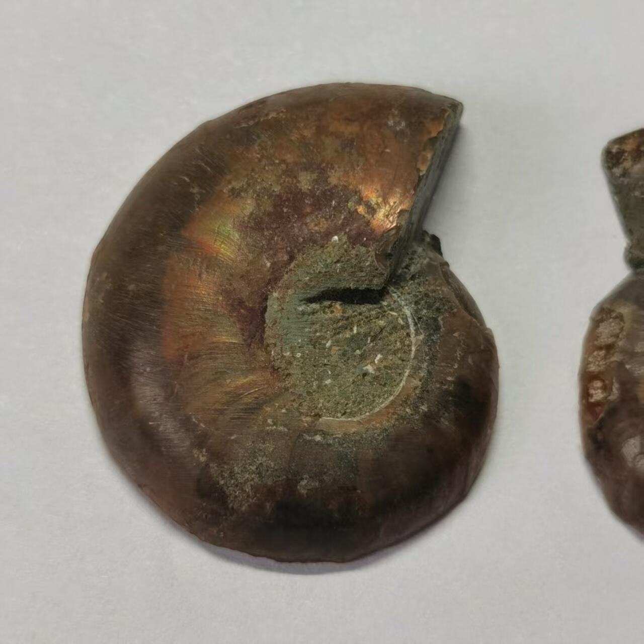 七河·水晶矿标化石杂件小拍（总第43期）（周四结标） 藏家出品X789（10）马达加斯加中生代菊石化石对开品 