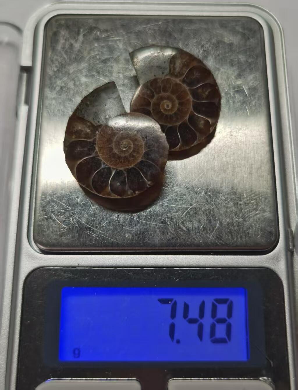 七河·水晶矿标化石杂件小拍（总第43期）（周四结标） 藏家出品X787（5）马达加斯加中生代菊石化石对开品