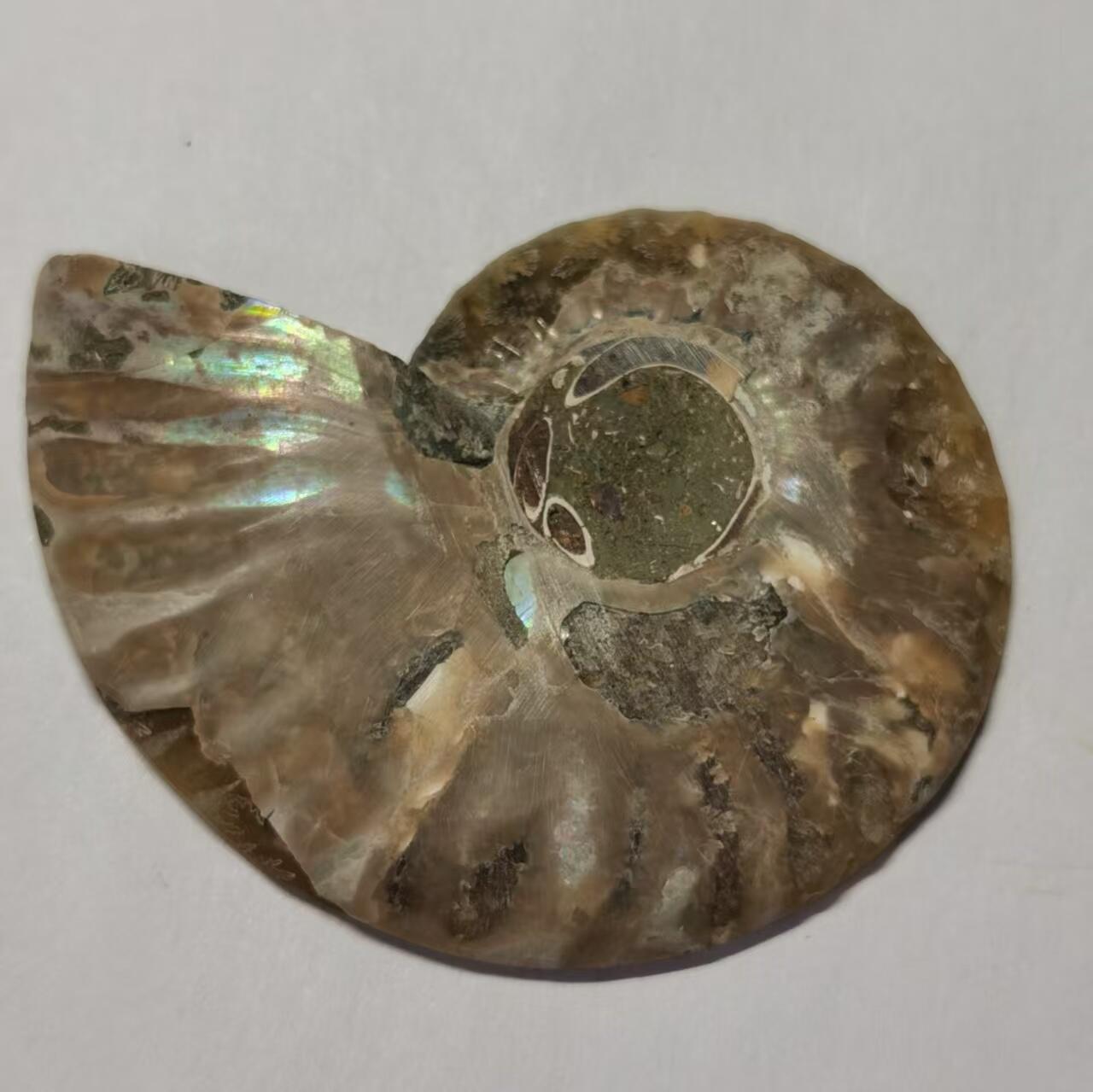 七河·水晶矿标化石杂件小拍（总第43期）（周四结标） 藏家出品 X771（4）马达加斯加中生代菊石化石切片一件 