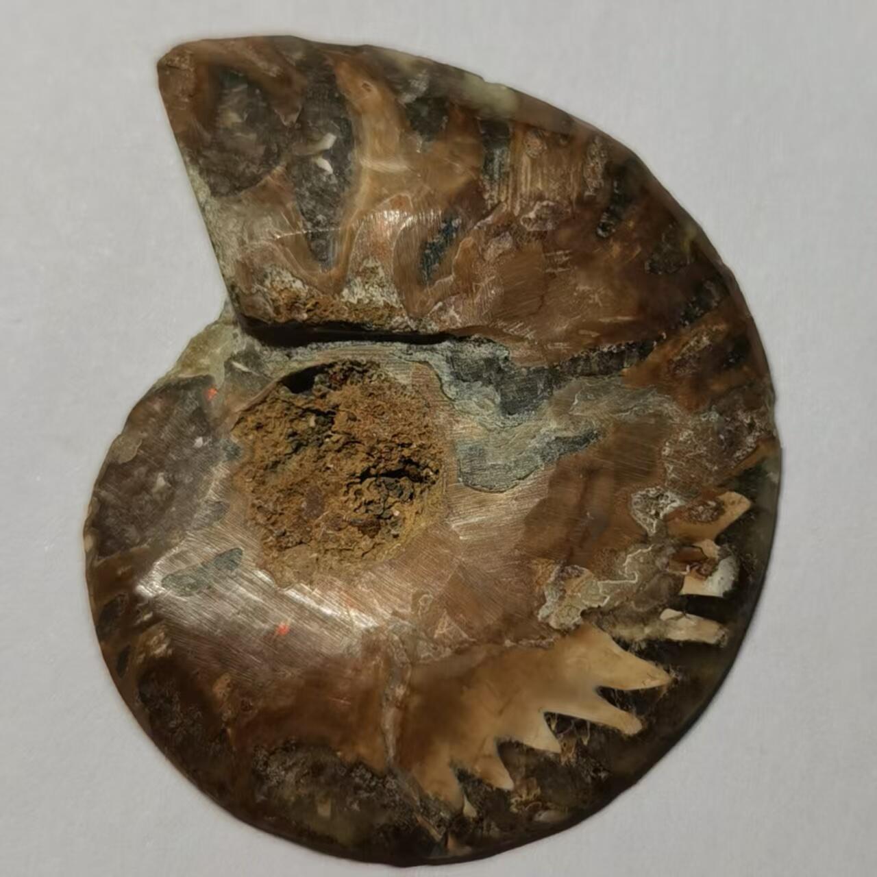 七河·水晶矿标化石杂件小拍（总第43期）（周四结标） 藏家出品 X764（4）马达加斯加中生代菊石化石切片一件 