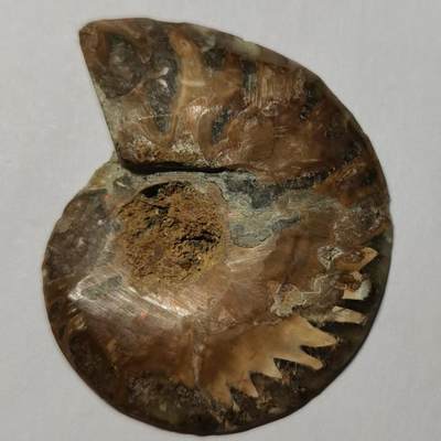 七河·水晶矿标化石杂件小拍（总第43期）（周四结标） - 藏家出品 X764（4）马达加斯加中生代菊石化石切片一件 