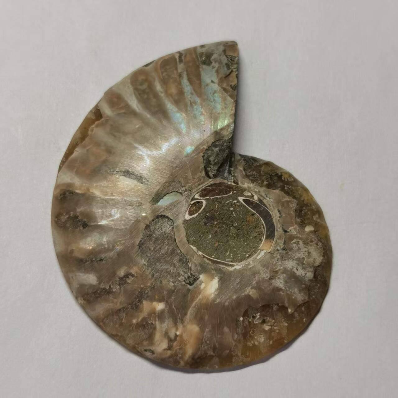 七河·水晶矿标化石杂件小拍（总第43期）（周四结标） 藏家出品 X771（4）马达加斯加中生代菊石化石切片一件 