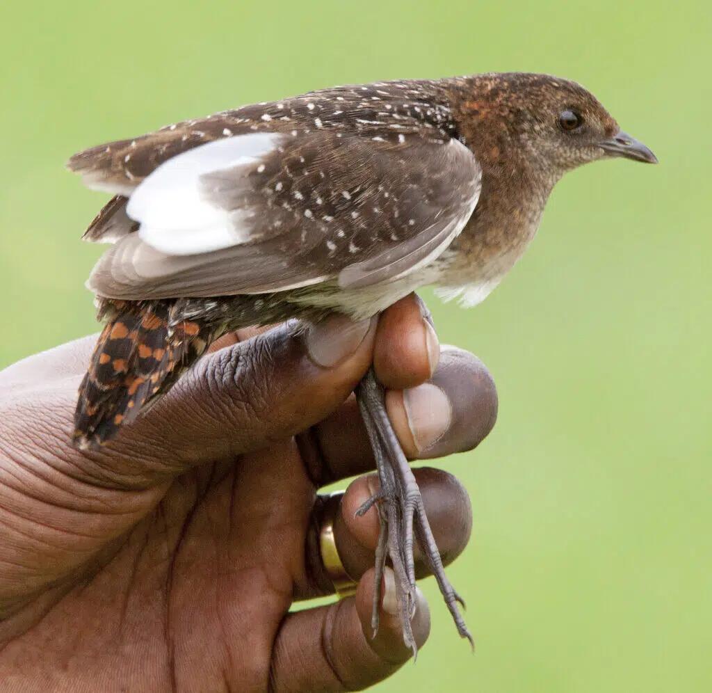 【俄甄集藏】2026年(050)04-01星期三 晚 19:30 全场包邮 赞比亚1986年野生动物保护基金会-白翅侏秧鸡10克瓦查精制大银币，NGC PF69UC，重27.22克925银，发行量25000枚，经典品种