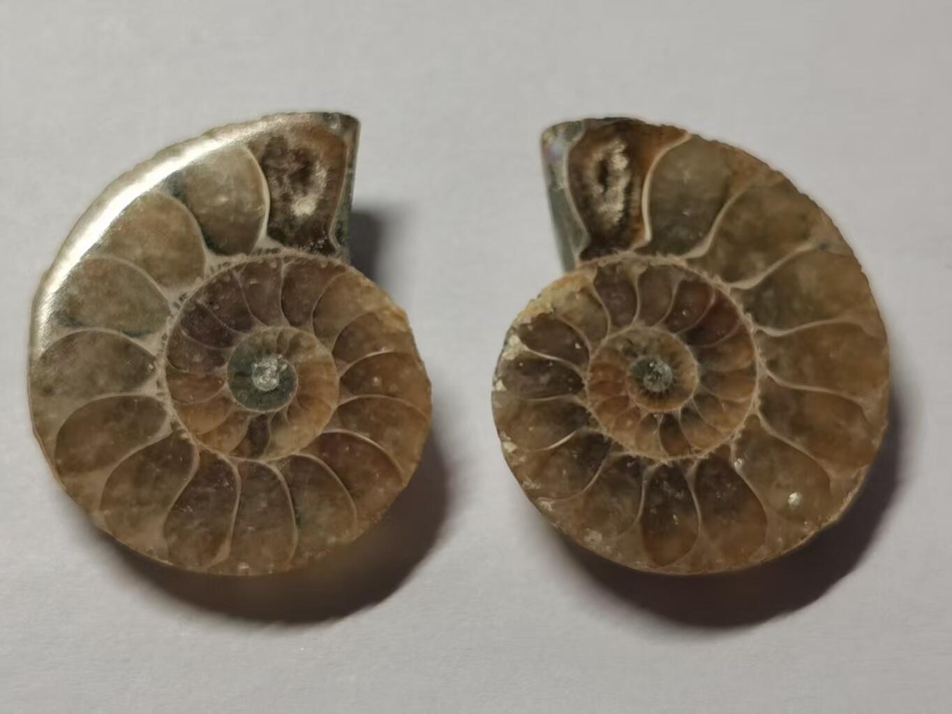 七河·水晶矿标化石杂件小拍（总第43期）（周四结标） 藏家出品X799（4）马达加斯加中生代菊石化石对开品