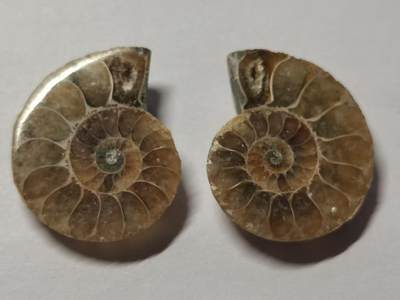 七河·水晶矿标化石杂件小拍（总第43期）（周四结标） - 藏家出品X799（4）马达加斯加中生代菊石化石对开品